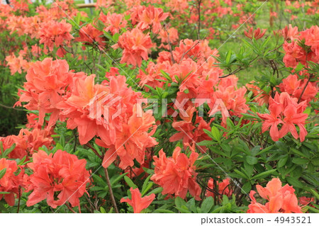 Renge azalea at Okabezaka Kogen Renge azalea at Okabezaka Kogen 4943521