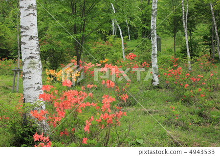 初夏的Okabezaka高原 4943533
