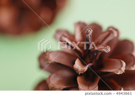 Pinecone Pinecone 4943661