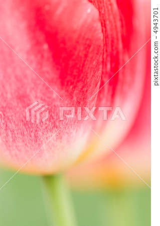 Tulip 4943701