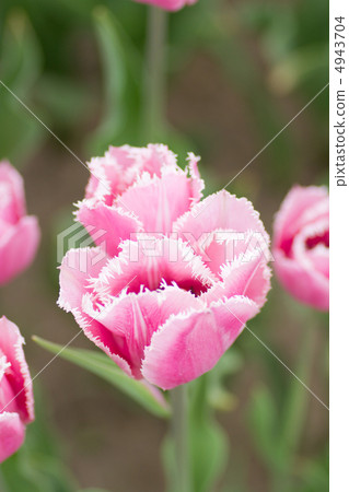 Up tulips 4943704