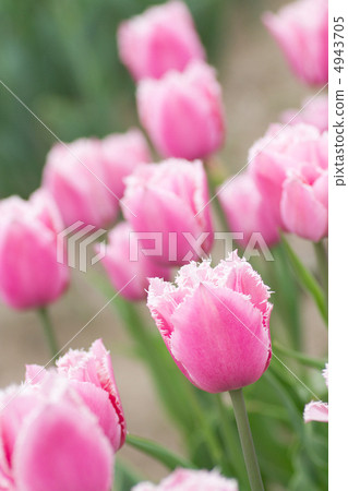 Up tulips 4943705