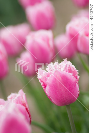 Up tulips 4943707