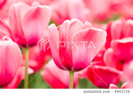 Tulip 4943726