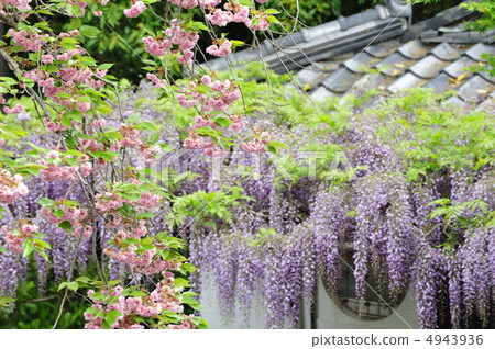 京都Shosoji寺的春天 4943936