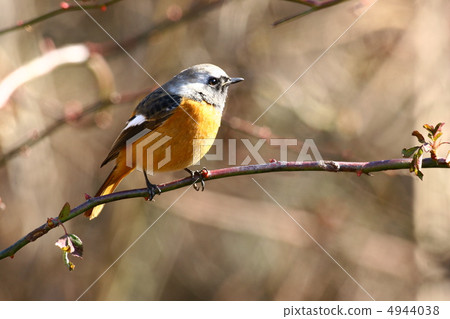 黃尾鴝 黃尾鴝 4944038