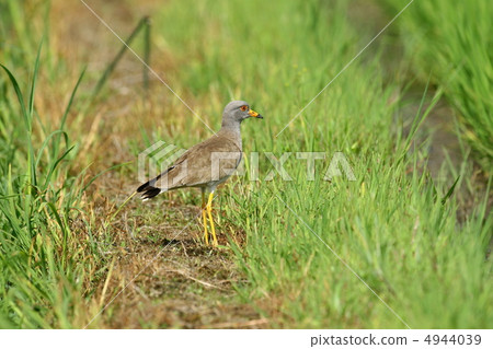 凱利 凱利 4944039