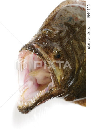 比目魚張開嘴（俯瞰） 4944133