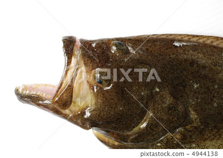 比目魚張開嘴 4944138