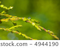 Water droplets 4944190