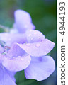 Purple flower 4944193