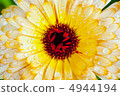 Gerbera 4944194