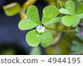 Clover  4944195