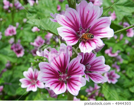 Zeniaoi (Qian Ao) 4944303