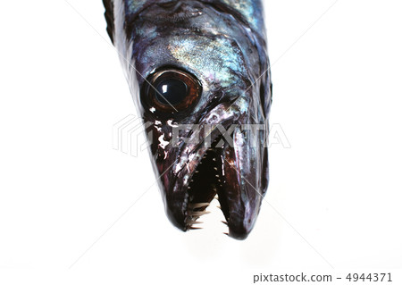 Kurosibikamasu sumiyaki 4944371