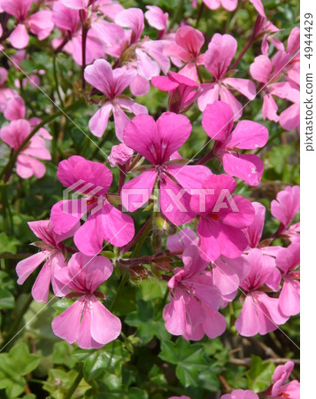 Ivey geranium 4944429