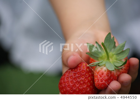 草莓 草莓 4944550