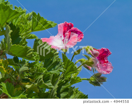 Pelargonium Pelargonium 4944558