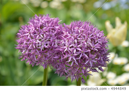 Gillia · Capitata Flower 4944849