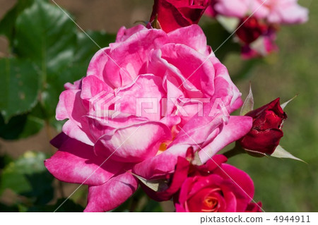 Princess Chichibu 4944911