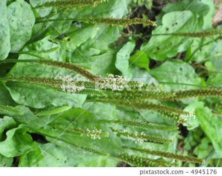 Plantagon Flower Plantagon Flower 4945176