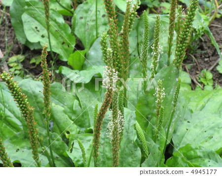 Plantagon Flower Plantagon Flower 4945177