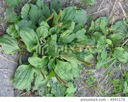 Psyllium Psyllium 4945178