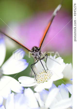 A paradise of a butterfly 4945274