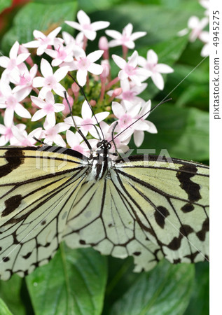 A paradise of a butterfly 4945275