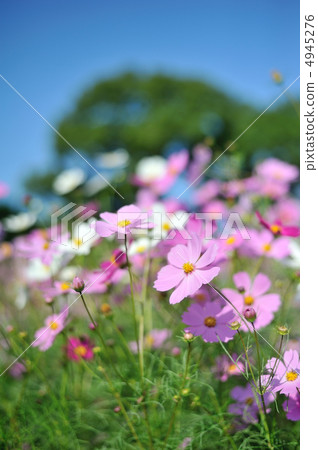 Cosmos Cosmos 4945276