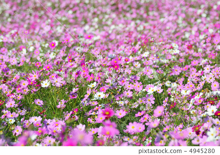  宇宙領域 4945280