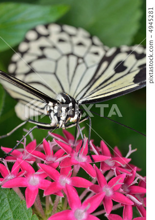 蝴蝶的天堂 4945281