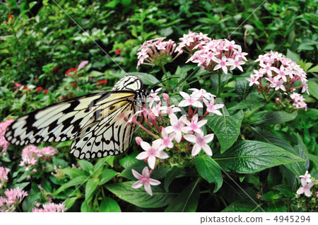 蝴蝶的天堂 4945294