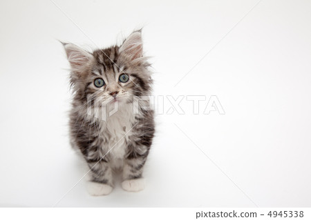 Sitting pose Sitting pose 4945338