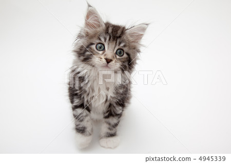 Preparation of cat punch Preparation of cat punch 4945339