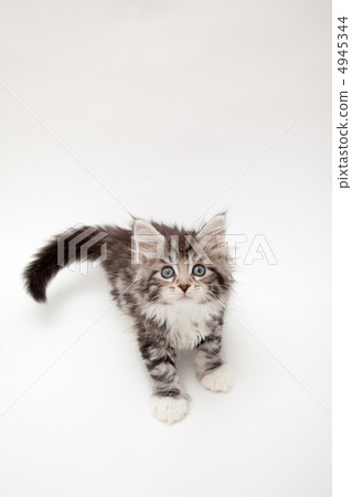 Kitten watching with ears 4945344