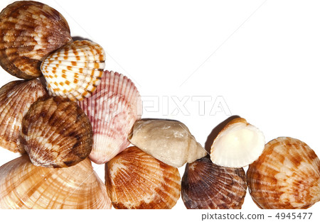 Shells background 4945477