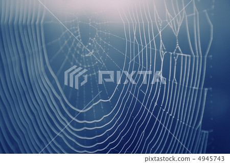 Spider web with water drops Spider web with water drops 4945743