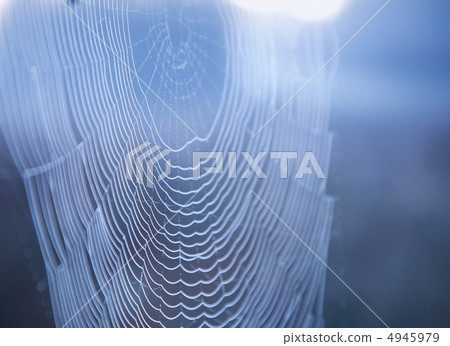 Spider web with water drops. Soft focuse. 4945979
