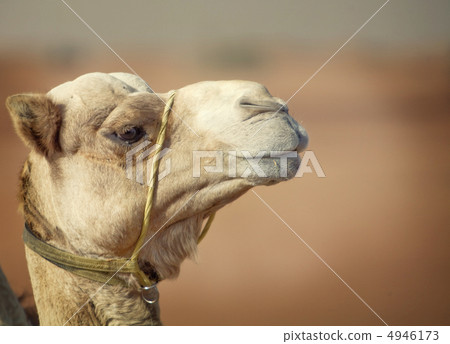 Camel 4946173