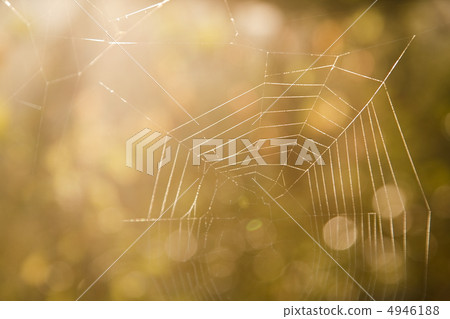 Spider web 4946188