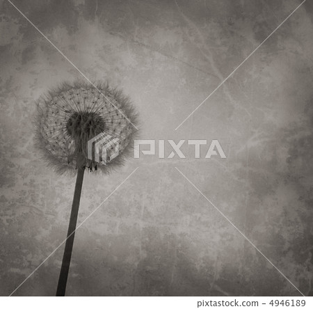 Dandelion 4946189