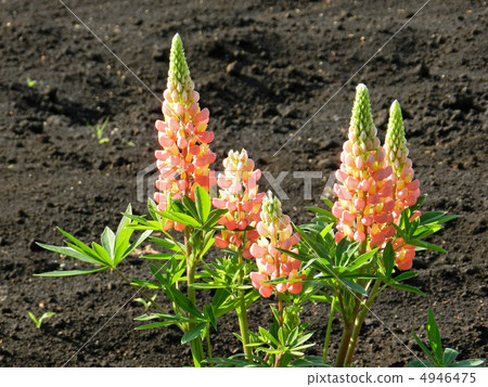  Lupine 4946475