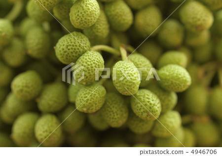 Sansho fruit 4946706
