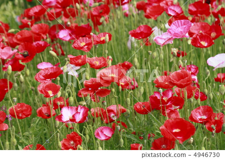 罌粟 罌粟 4946730