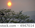 停留在設置日落的鳥 停留在設置日落的鳥 4947014