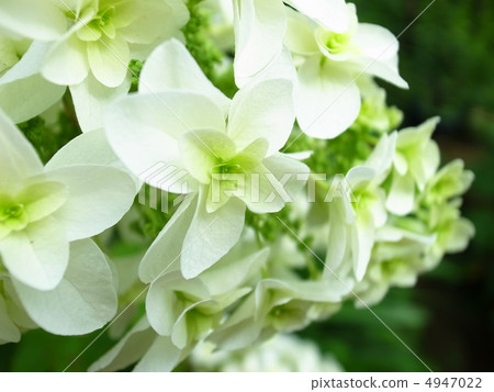 Kashiwaba hydrangea 4947022