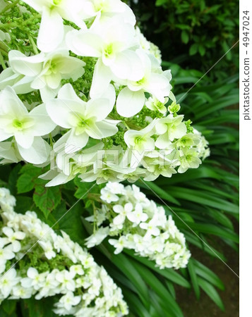 Kashiwaba hydrangea 4947024