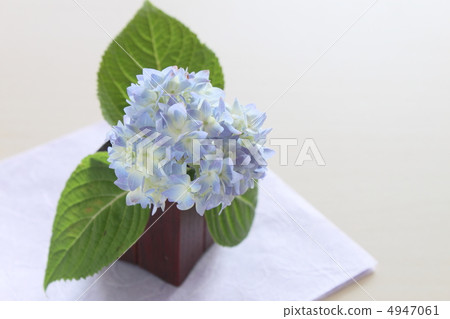 hydrangea 4947061