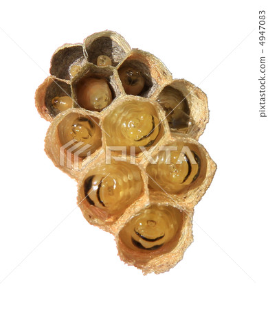 Beehive larva [white background] 4947083